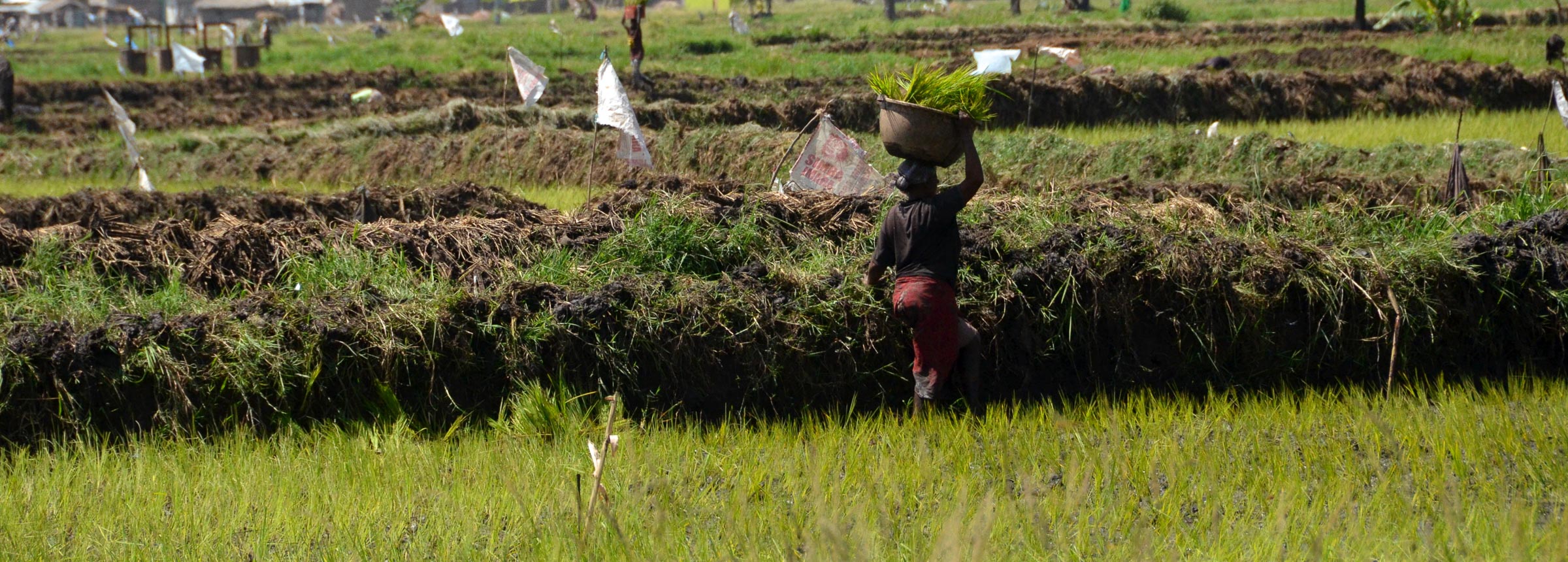 African rice fields