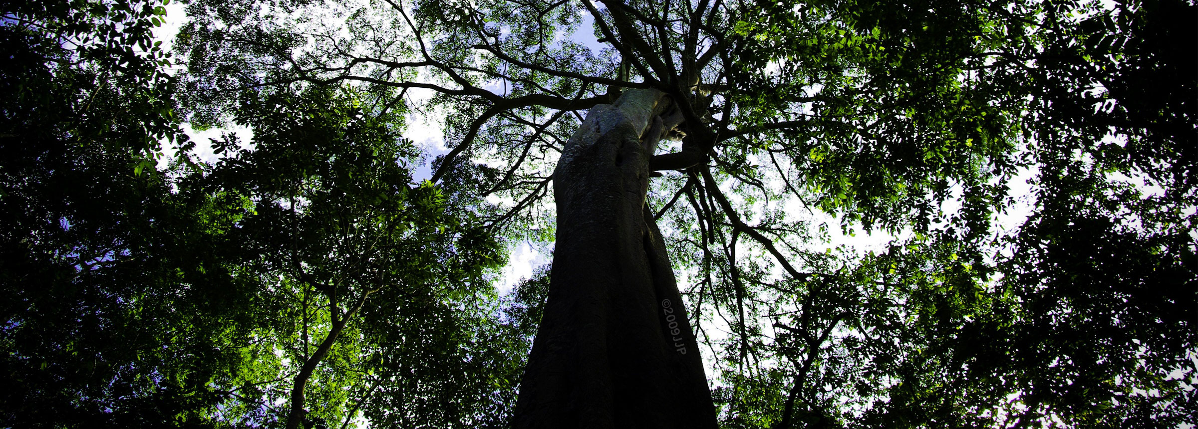 View of forest tree from below