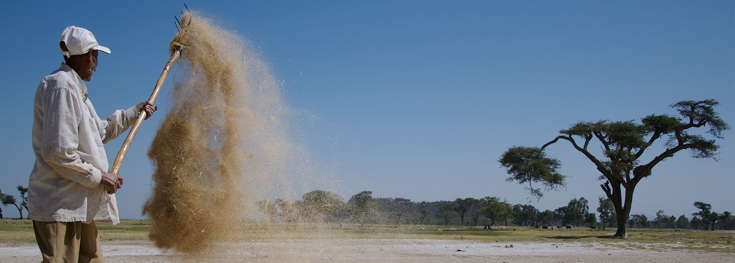 Ethiopian farmer winnowing