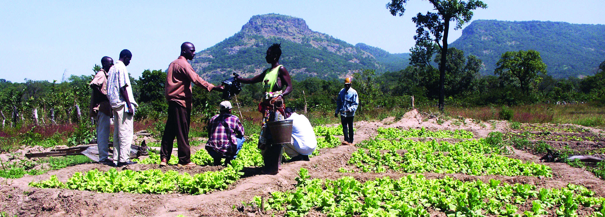 Guinea farmers