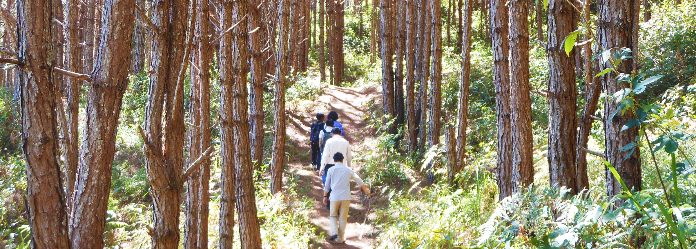 People walking in forest