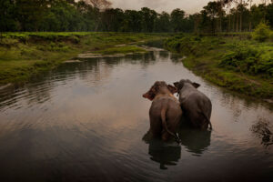 Strengthening Landscape Management and Conservation